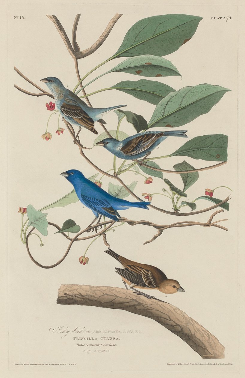 Indigo Bird, 1829. tekijältä Robert Havell
