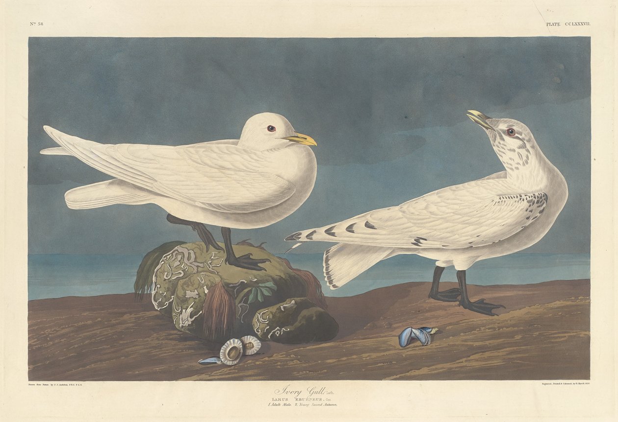 Norsunluulokki, 1836. tekijältä Robert Havell
