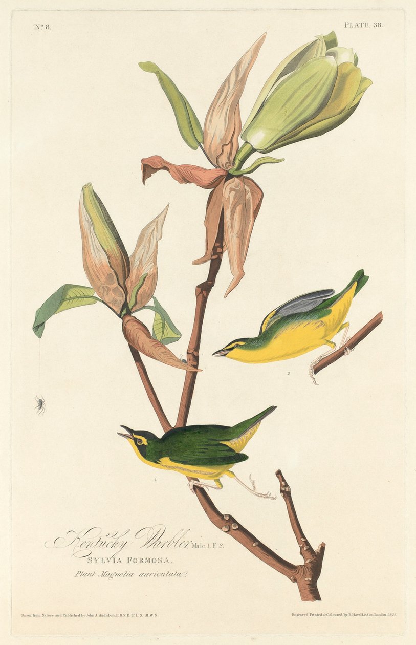 Kentucky Warbler, 1828. tekijältä Robert Havell