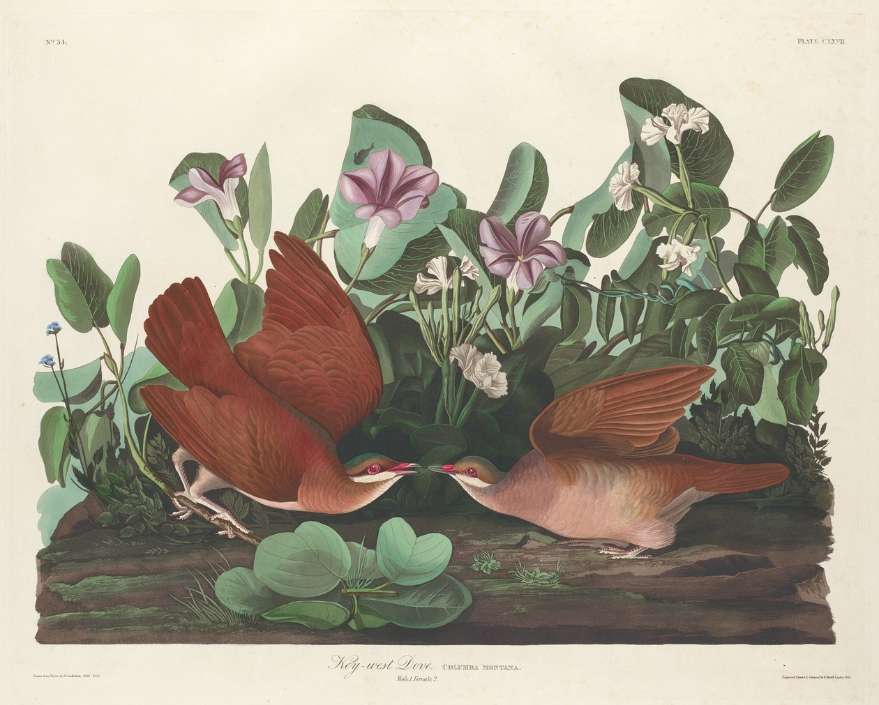Key-west Dove, 1833. tekijältä Robert Havell