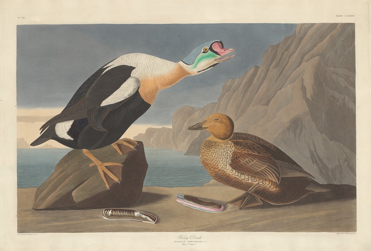 Kuningas Ankka, 1835. tekijältä Robert Havell