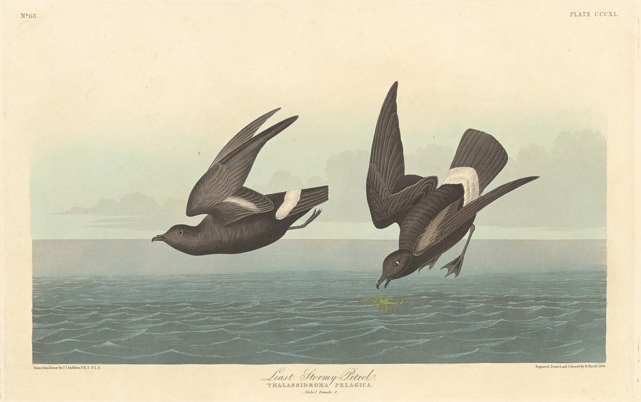 Vähiten myrskyinen Petrel, 1836. tekijältä Robert Havell