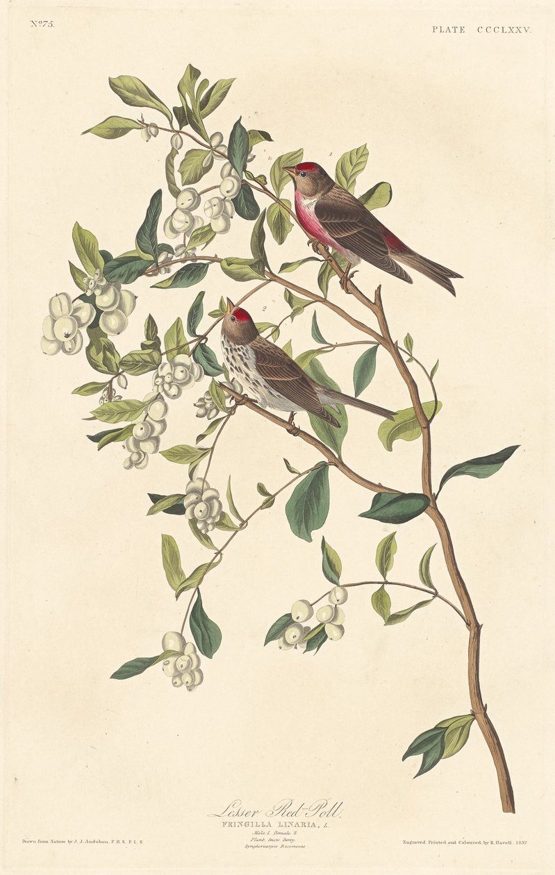 Lesser Red-kysely, 1837. tekijältä Robert Havell