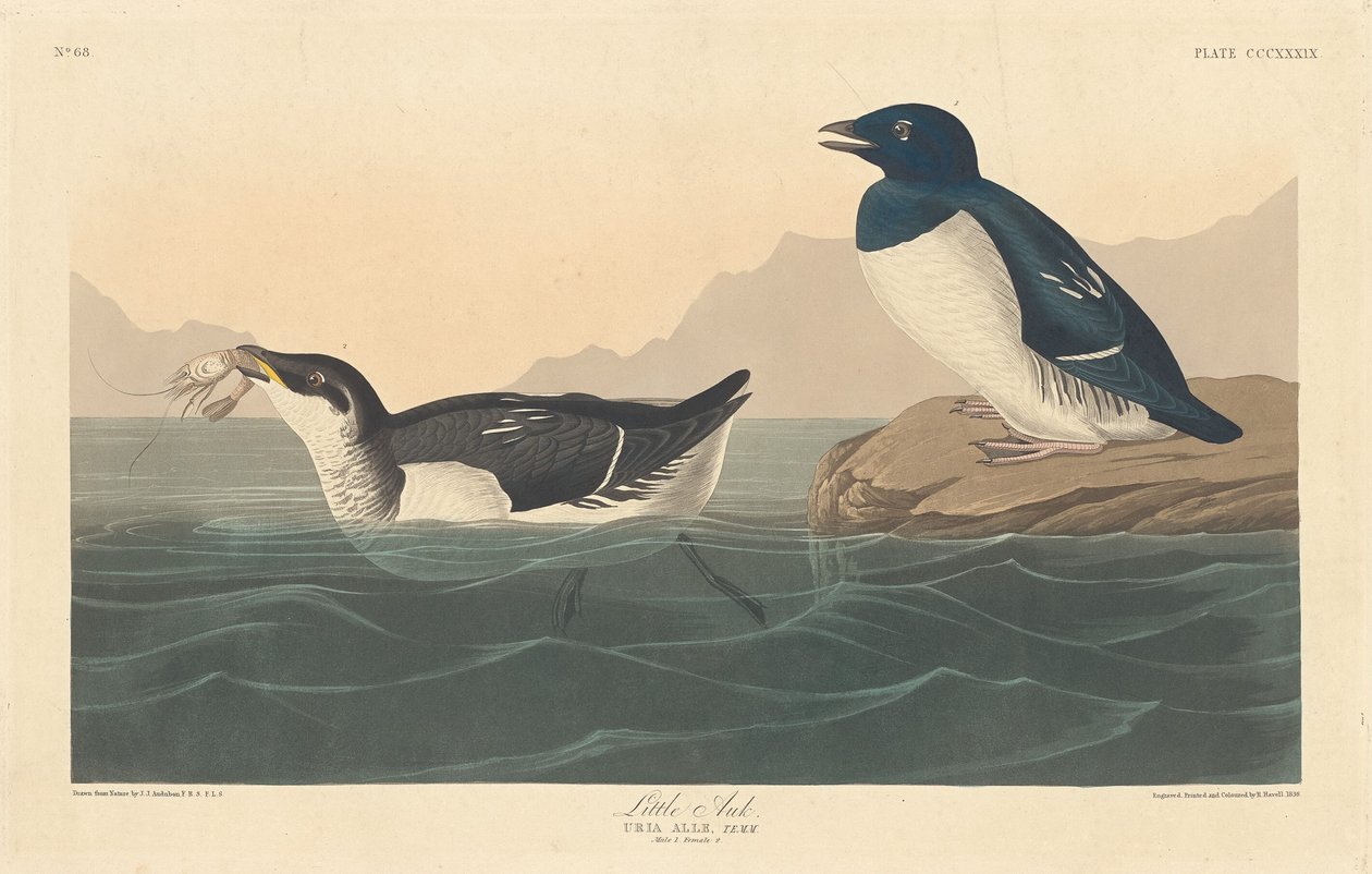 Pikku Auk, 1836. tekijältä Robert Havell