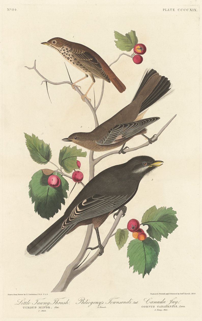 Pikku rastasta, 1838. tekijältä Robert Havell