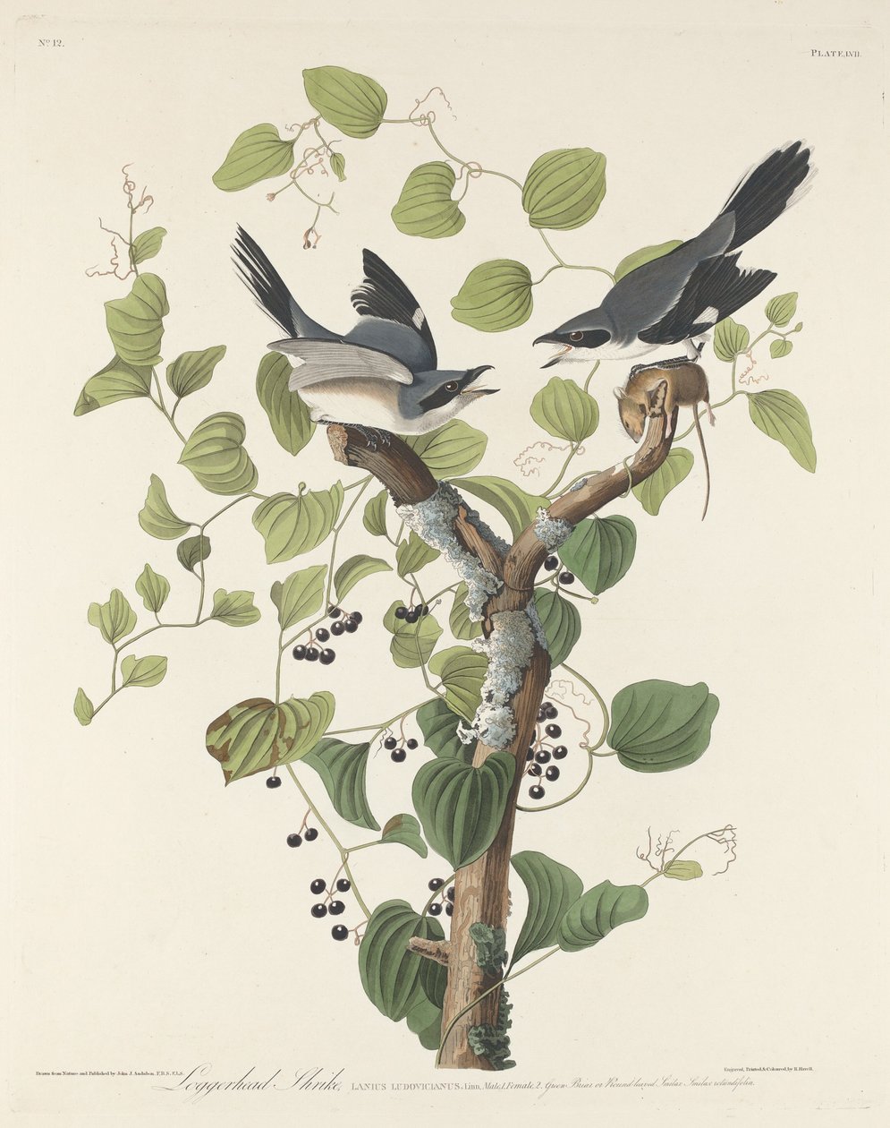 Loggerhead Shrike, 1829. tekijältä Robert Havell