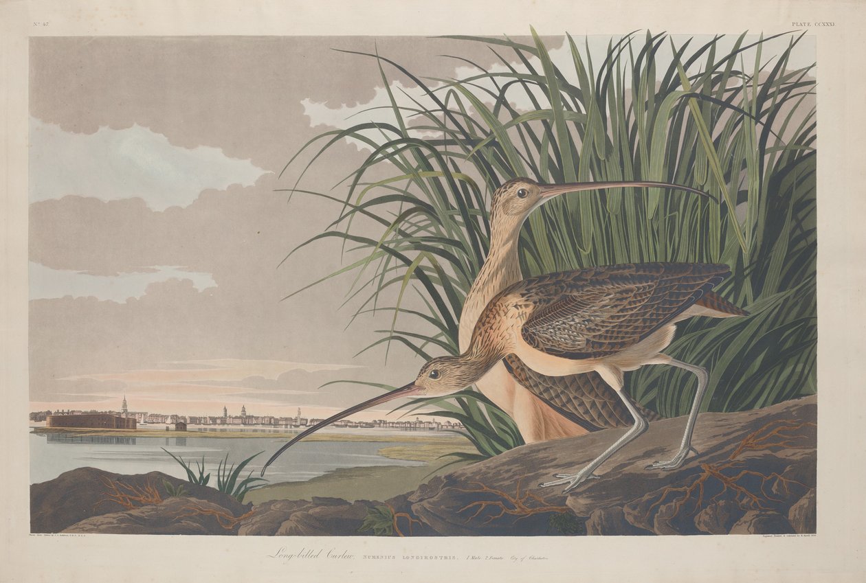 Pitkänokkainen Curlew, 1834. tekijältä Robert Havell