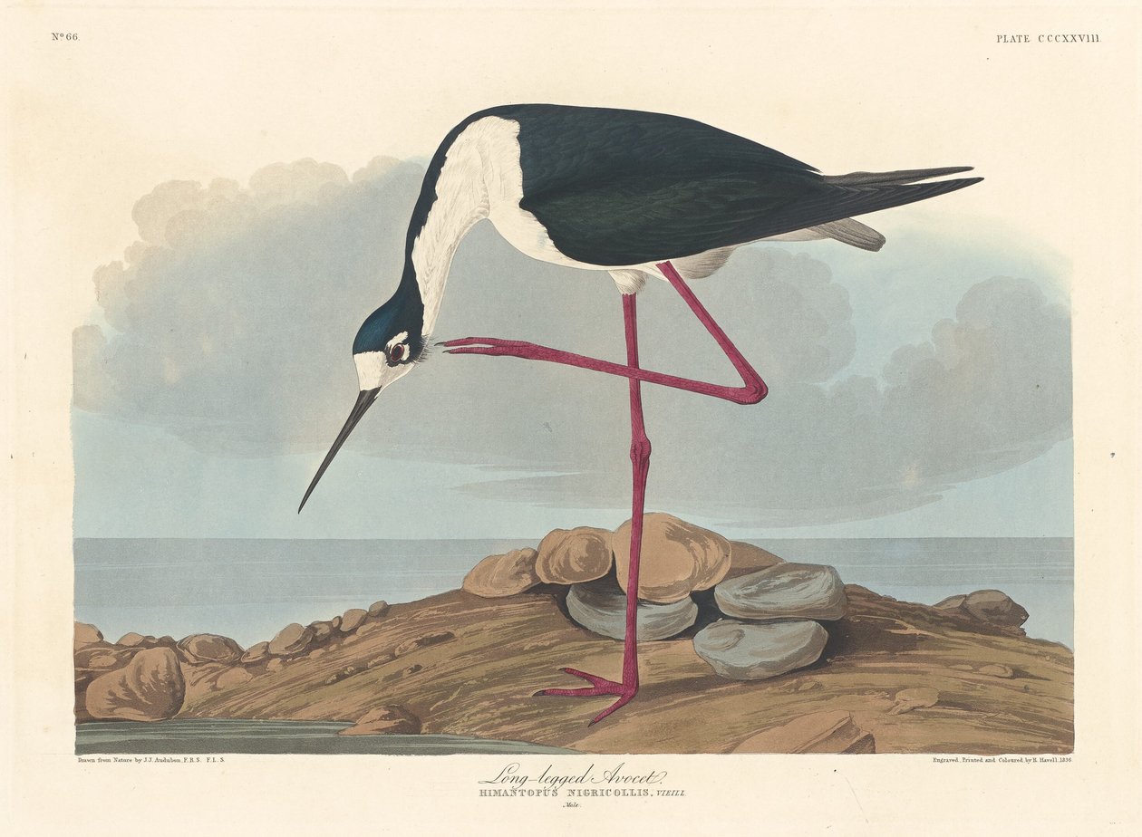 Pitkäjalkainen Avocet, 1836. tekijältä Robert Havell