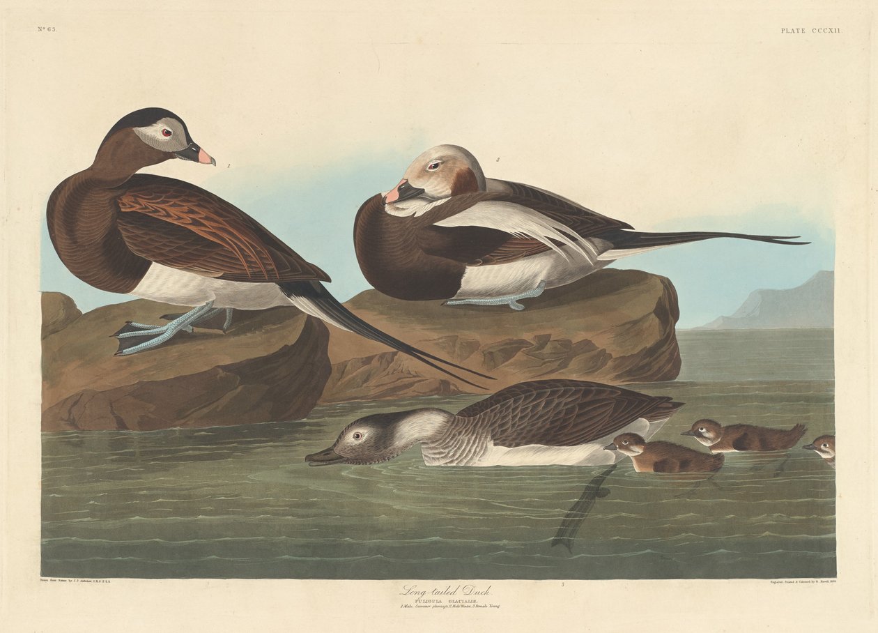 Pitkähäntäinen ankka, 1836. tekijältä Robert Havell