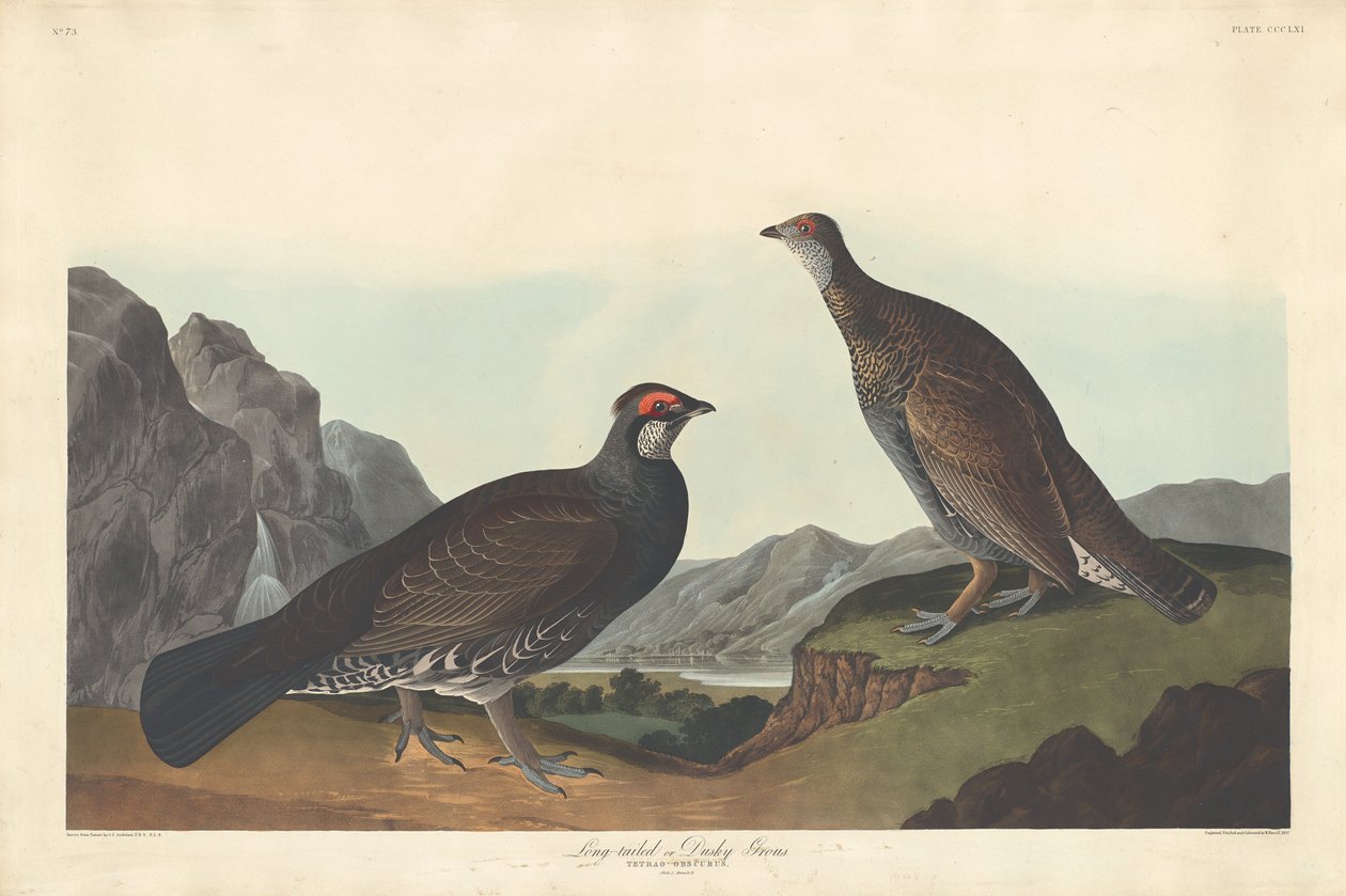 Pitkähäntä eli Dusky Grous, 1837. tekijältä Robert Havell
