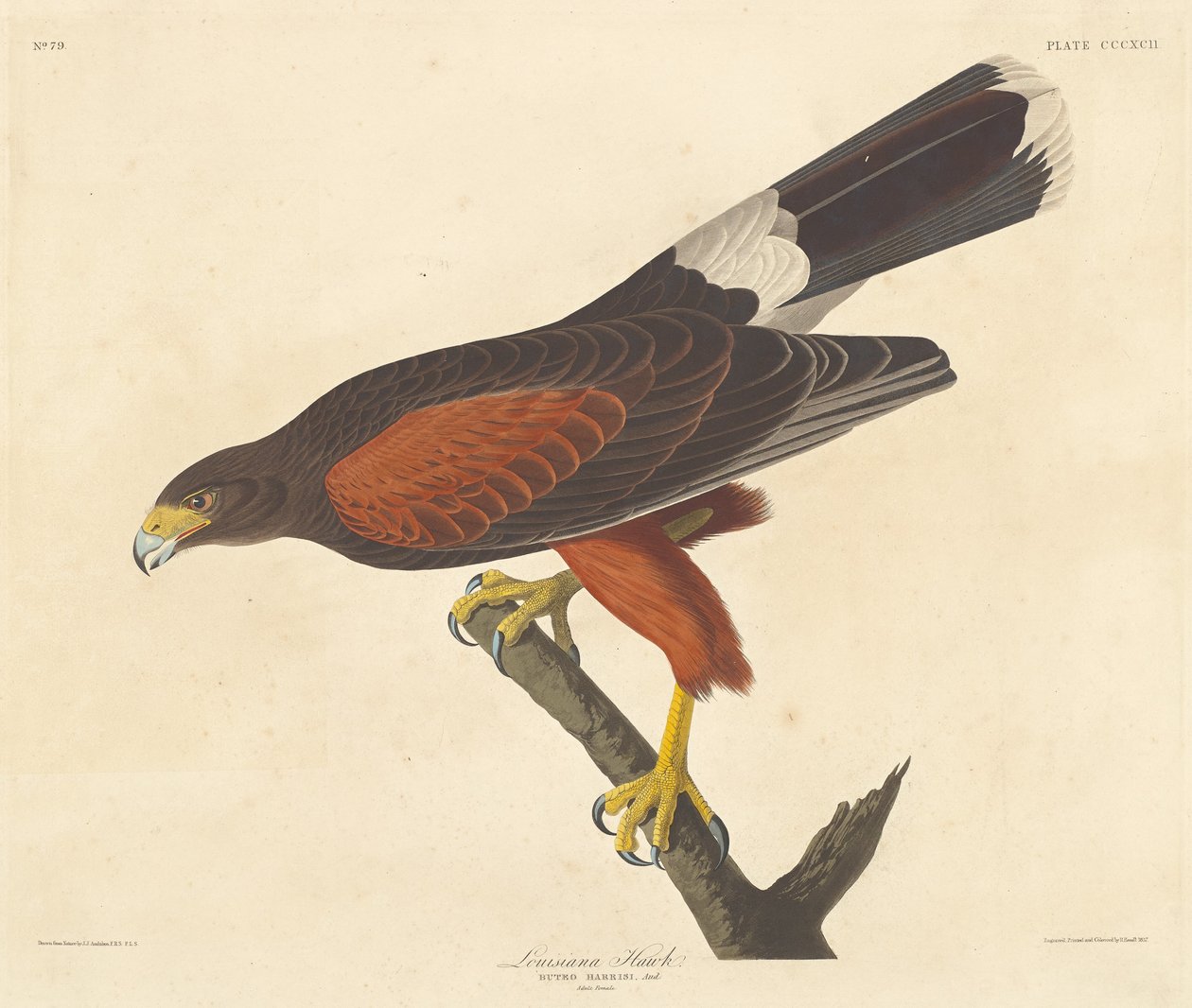 Louisiana Hawk, 1837. tekijältä Robert Havell