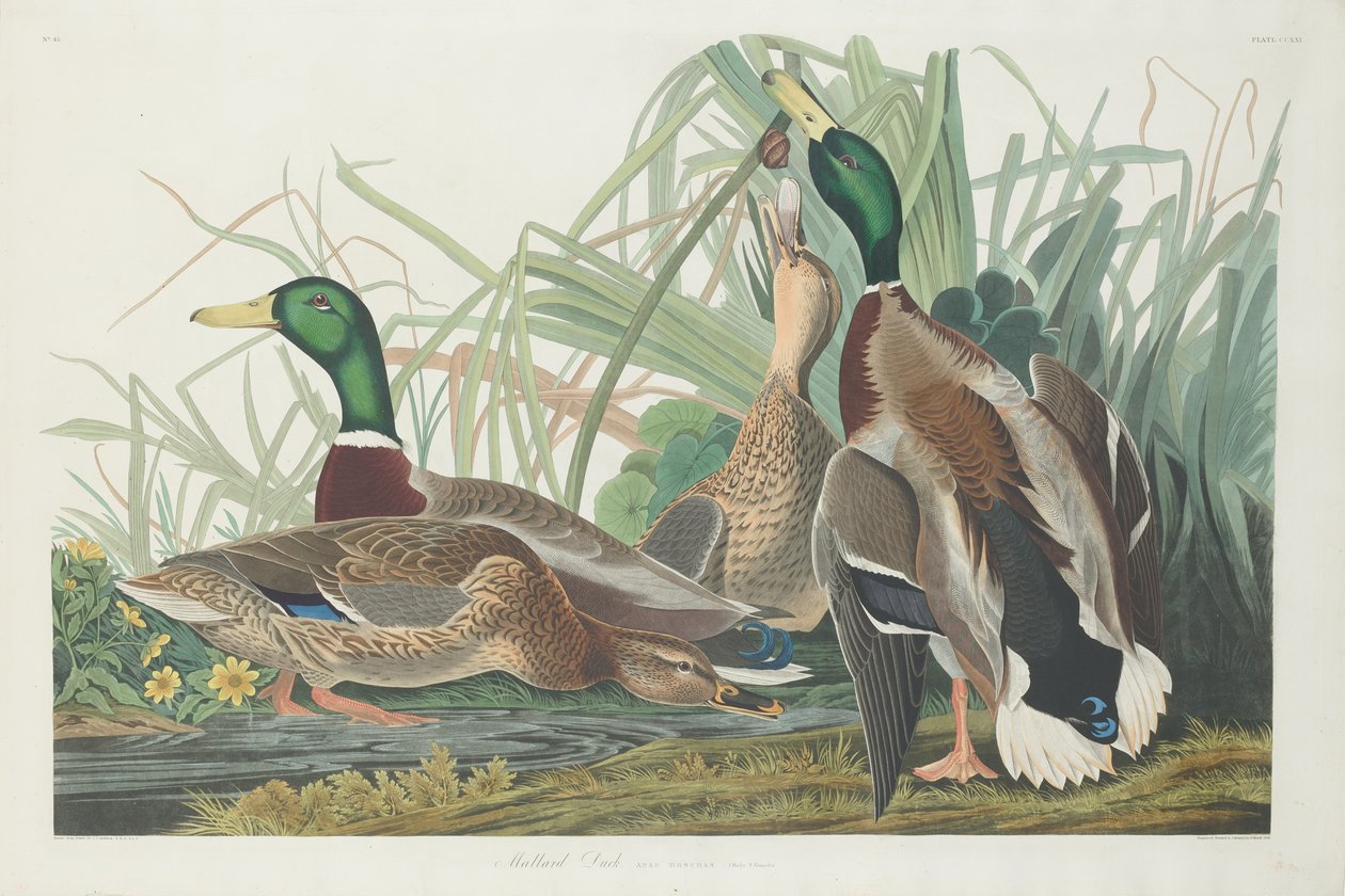 Sinisorsa, 1834. tekijältä Robert Havell