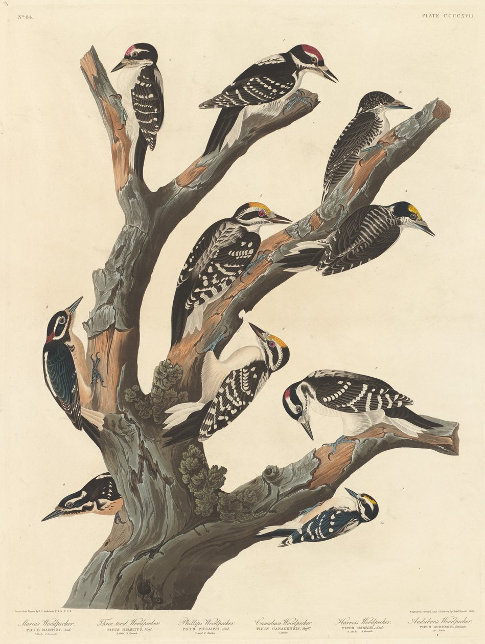 Marian tikka, 1838. tekijältä Robert Havell