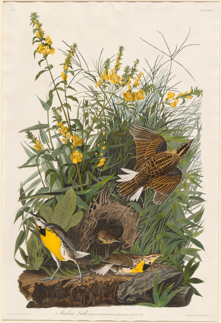 Meadow Lark, 1832. tekijältä Robert Havell