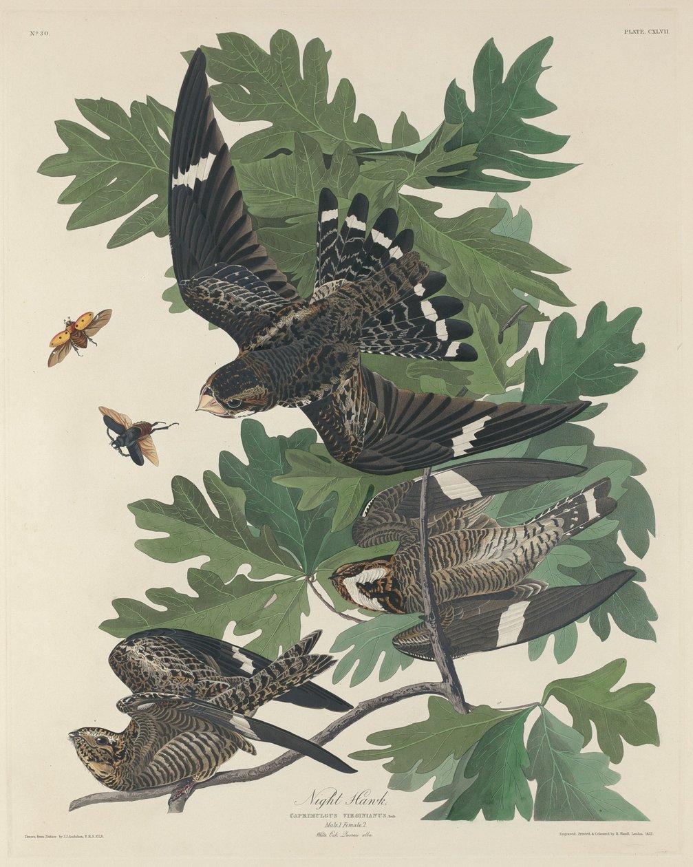 Night Hawk, 1832. tekijältä Robert Havell