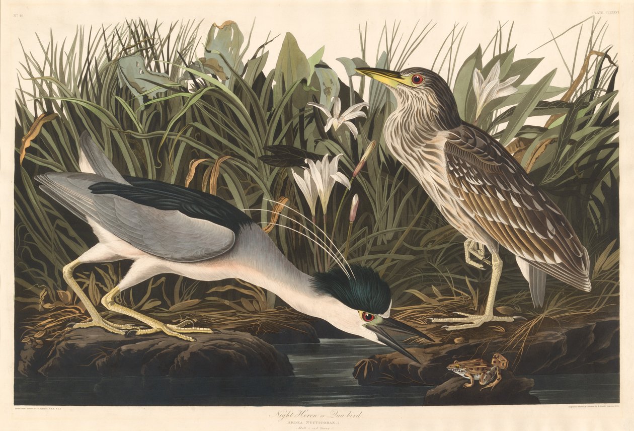 Night Heron tai Qua lintu, 1835. tekijältä Robert Havell