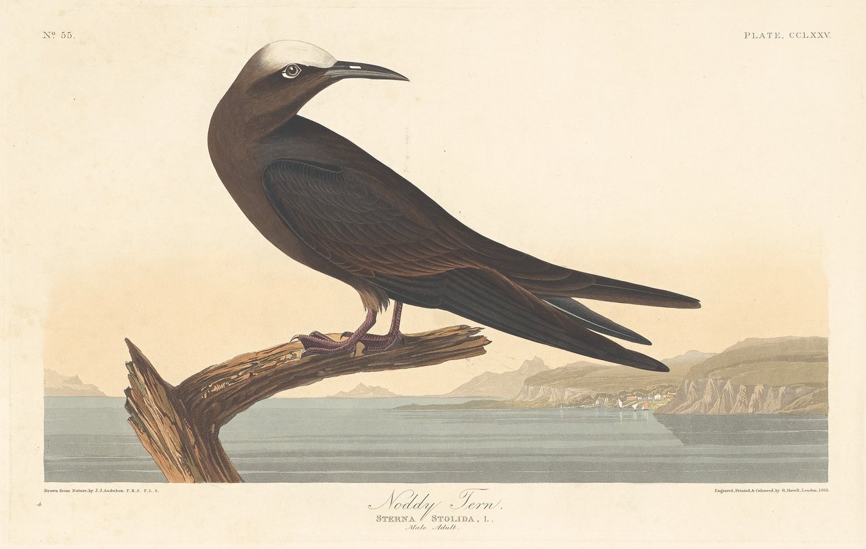 Noddy Tern, 1835. tekijältä Robert Havell
