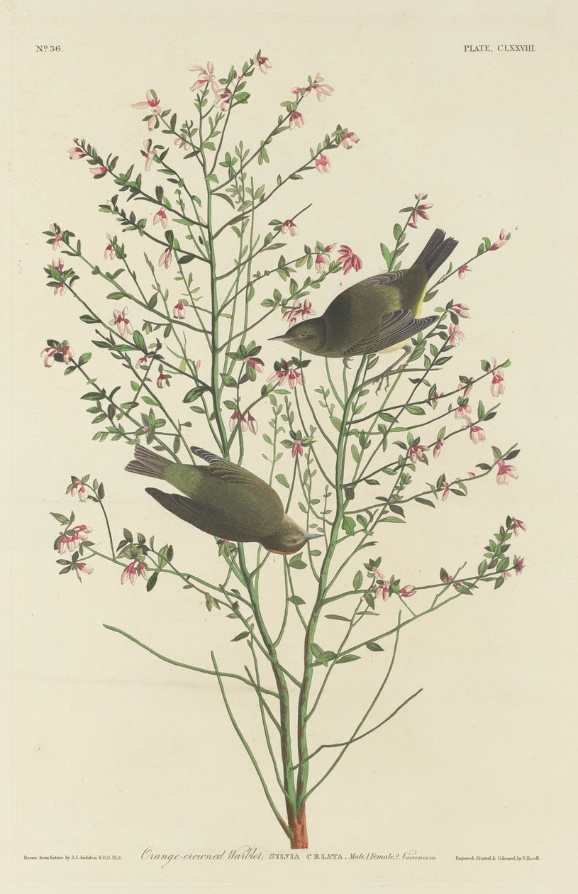 Oranssikruunuinen hirvi, 1833. tekijältä Robert Havell