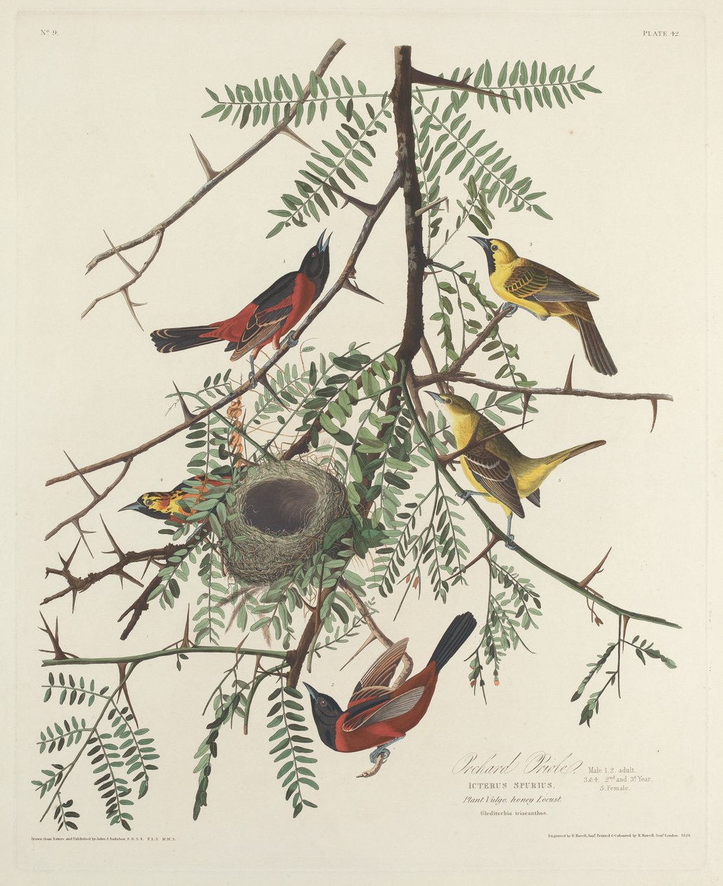 Orchard Oriole, 1828. tekijältä Robert Havell