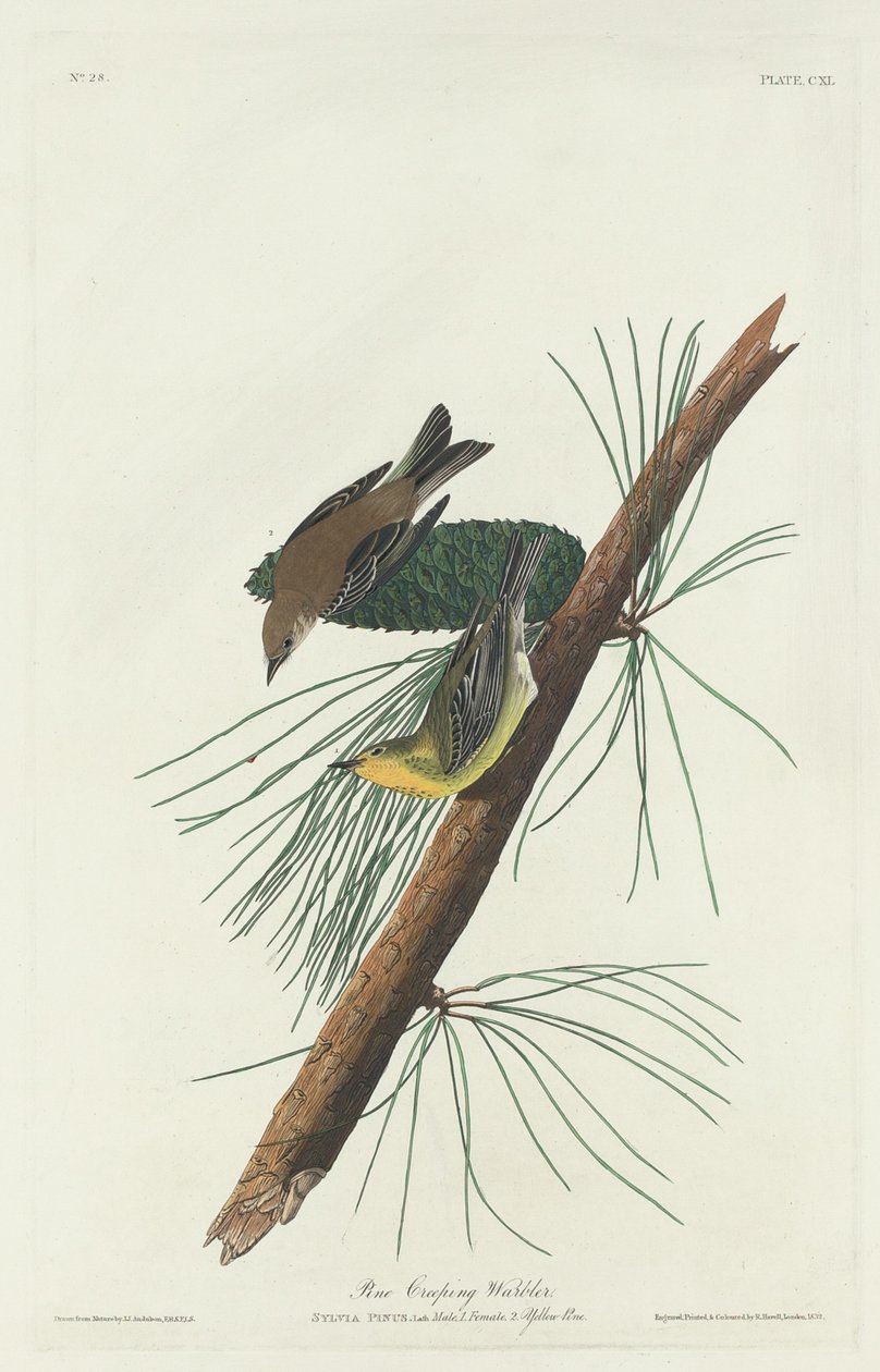 Pine Creeping Warbler, 1832. tekijältä Robert Havell