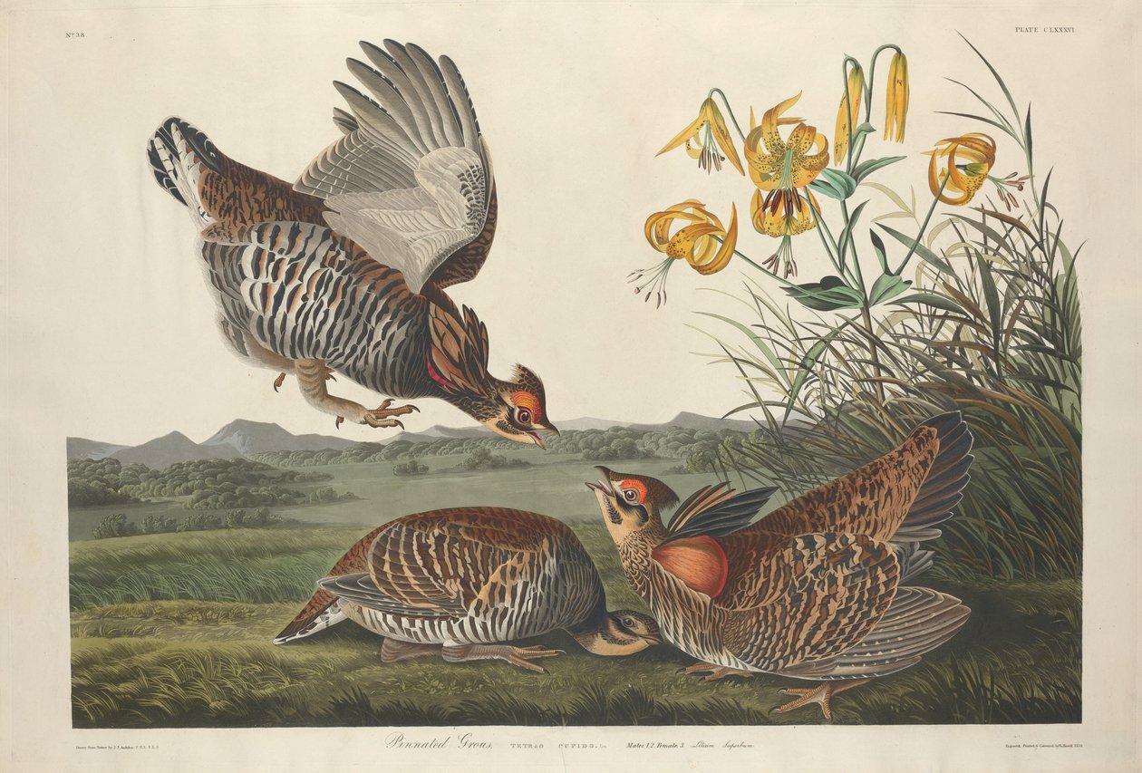 Pinnated Grous, 1834. tekijältä Robert Havell