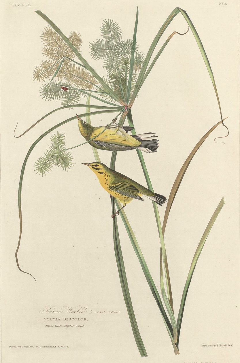 Prairie Warbler, 1827. tekijältä Robert Havell