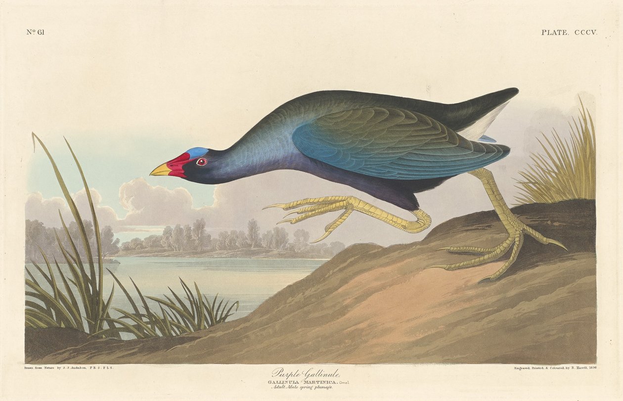 Purppura Gallinule, 1836. tekijältä Robert Havell