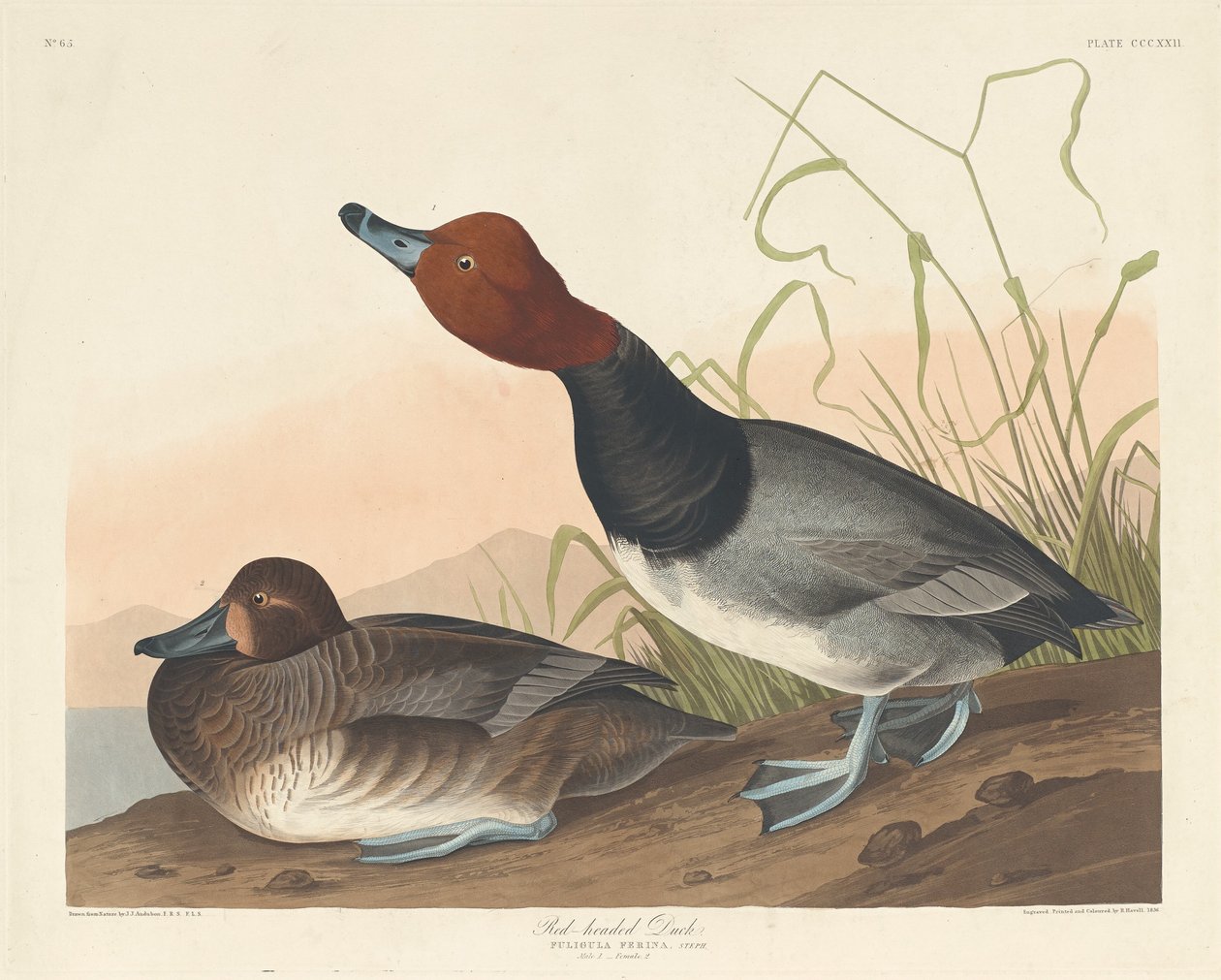 Punatukkainen ankka, 1836. tekijältä Robert Havell