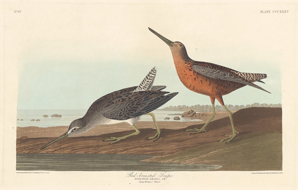 Punarintainen nuija, 1836. tekijältä Robert Havell