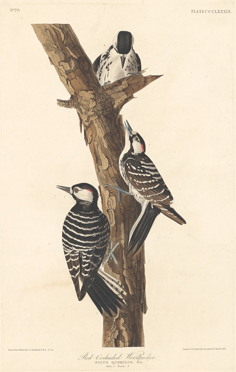 Punakoukka, 1837. tekijältä Robert Havell