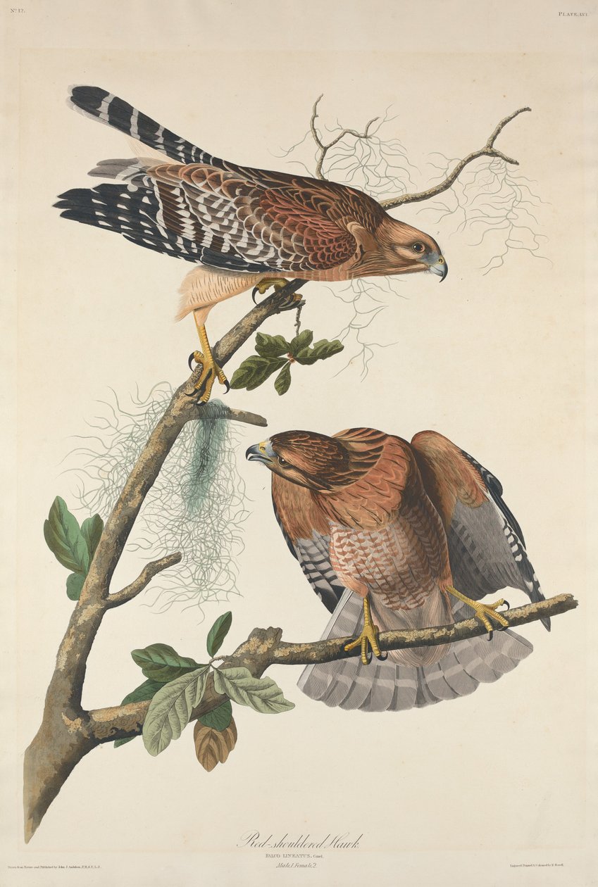 Red-soldered Hawk, 1829. tekijältä Robert Havell