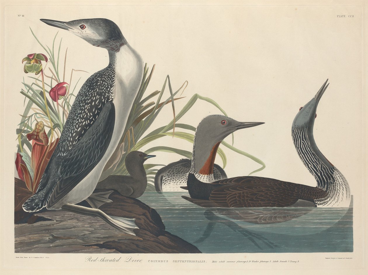 Punakurkinen sukeltaja, 1834. tekijältä Robert Havell