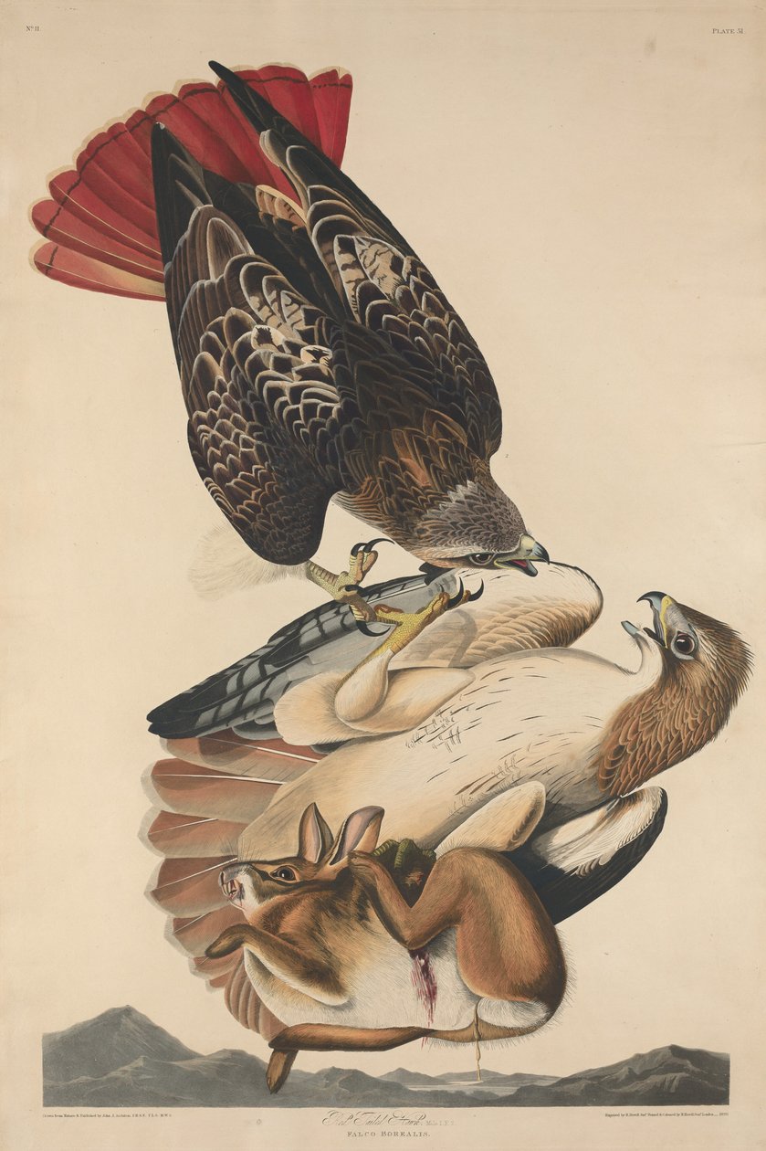 Red Tailed Hawk, 1829. tekijältä Robert Havell