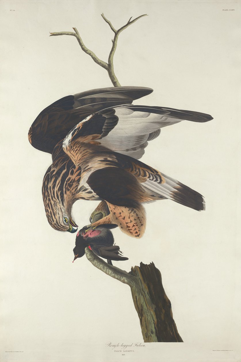 Rough-legged Falcon, 1833. tekijältä Robert Havell