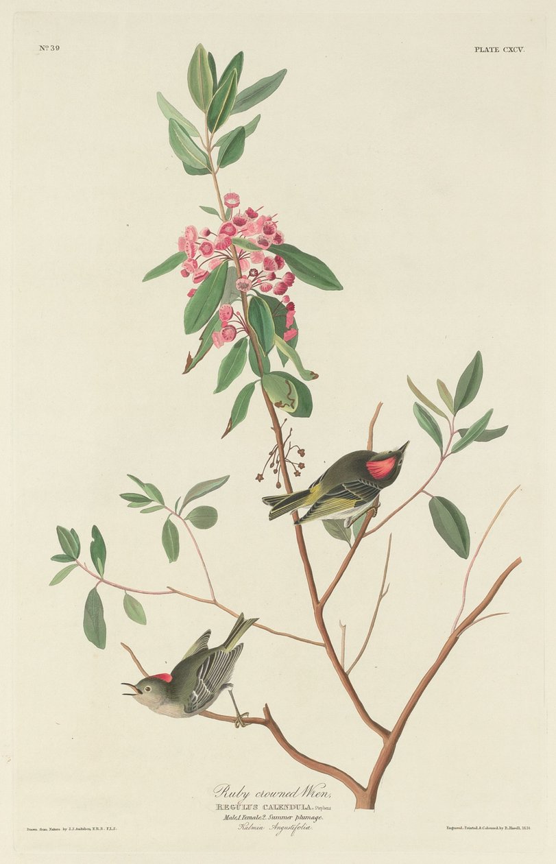 Rubiinikruunuinen Wren, 1834. tekijältä Robert Havell