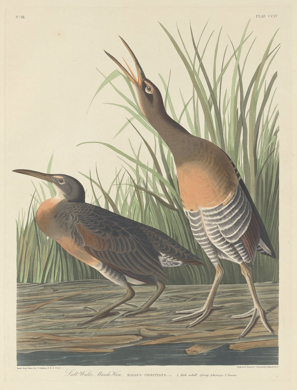Salt Water Marsh Hen, 1834. tekijältä Robert Havell