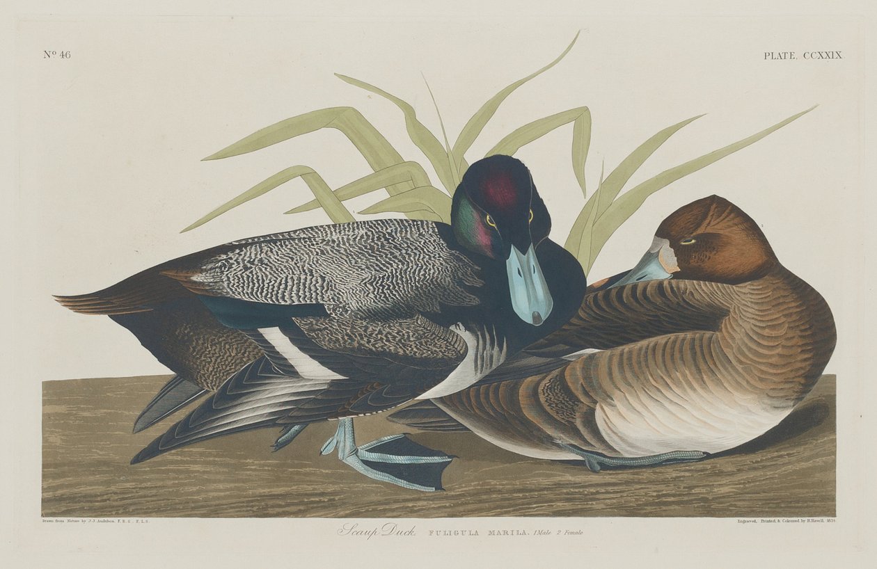 Scaup Duck, 1834. tekijältä Robert Havell