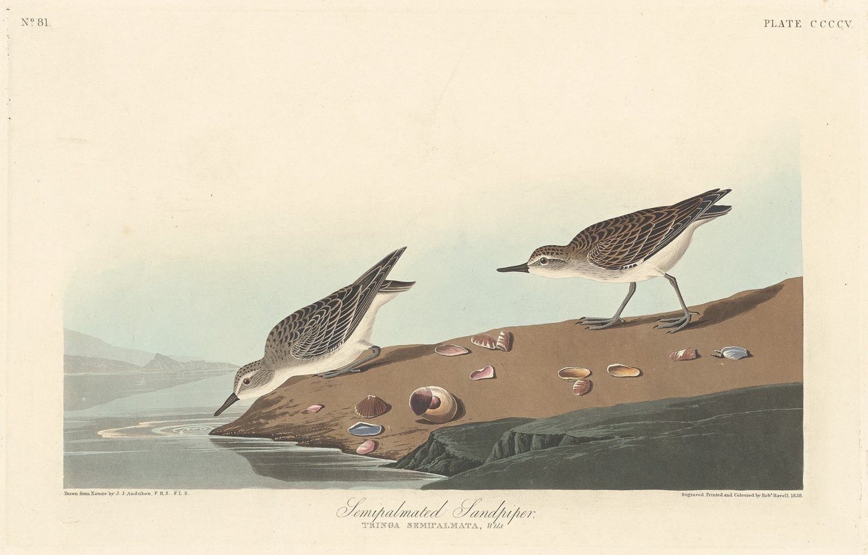 Puolipalmumainen hiekkapiippu, 1838. tekijältä Robert Havell