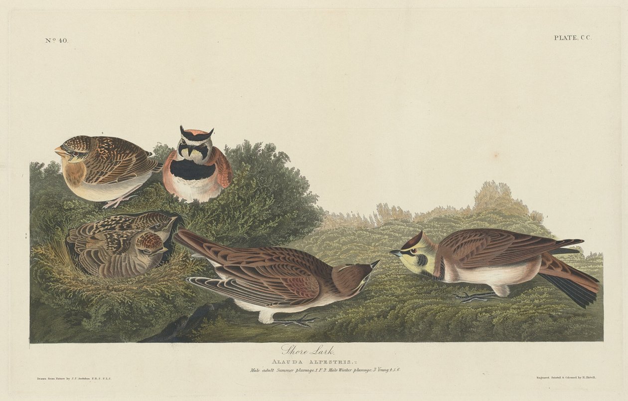 Shore Lark, 1834. tekijältä Robert Havell