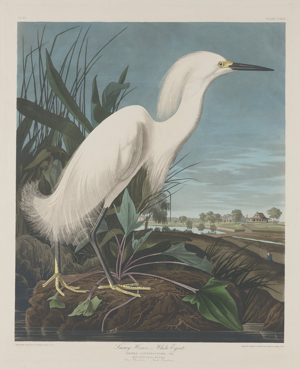 Luminen harmaahaikara, 1835. tekijältä Robert Havell