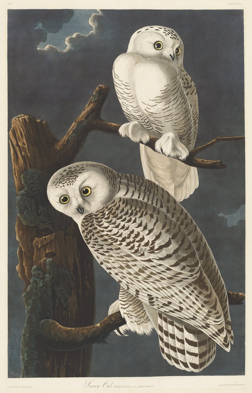 Lumipöllö, 1831. tekijältä Robert Havell