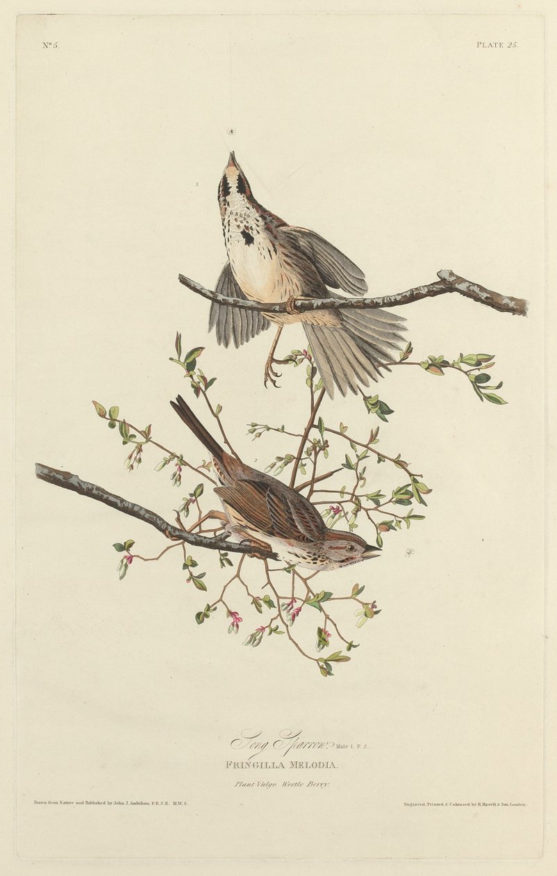 Song Sparrow, 1827. tekijältä Robert Havell