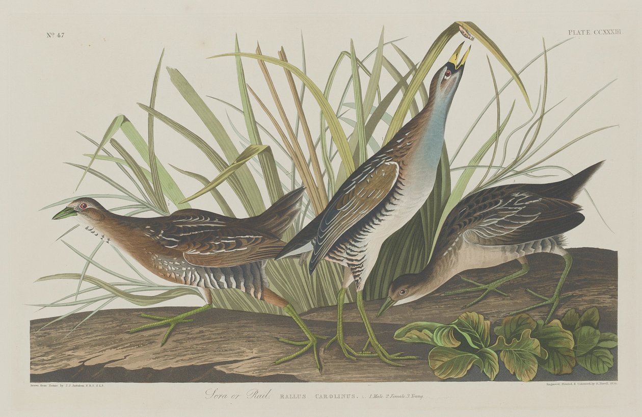 Sora tai Rail, 1834. tekijältä Robert Havell
