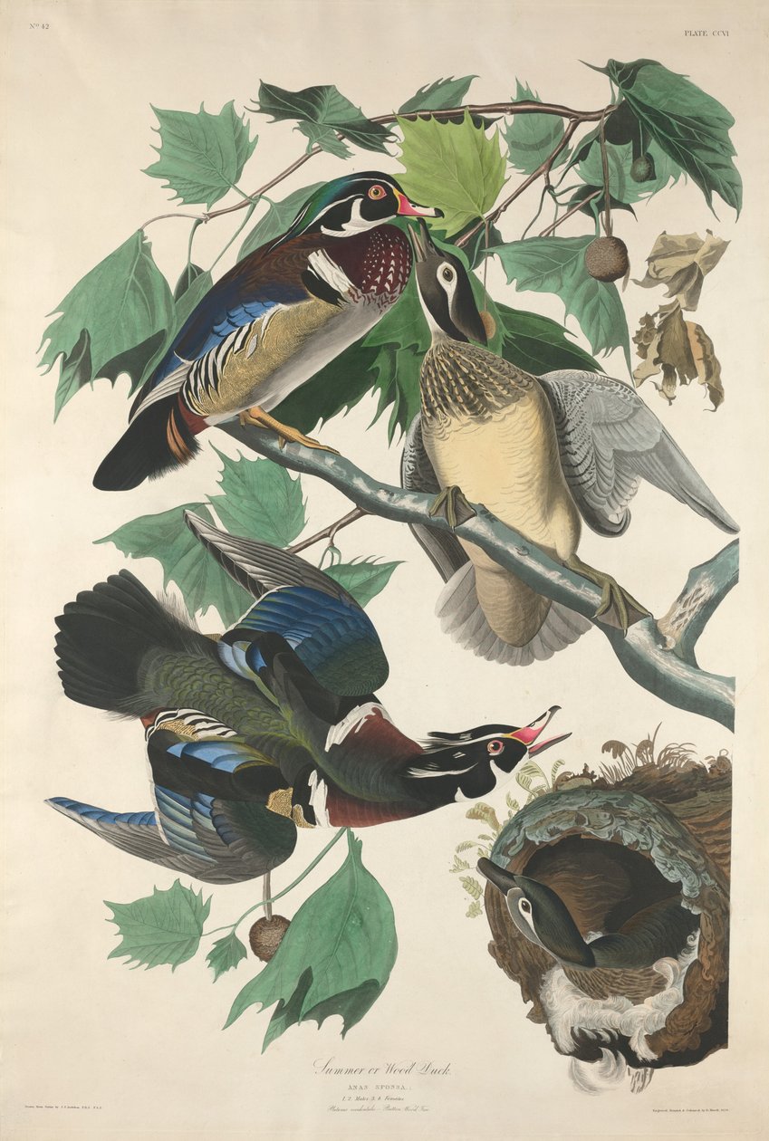 Kesä tai metsäankka, 1834. tekijältä Robert Havell