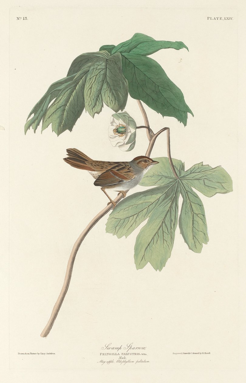 Suon varpunen, 1829. tekijältä Robert Havell