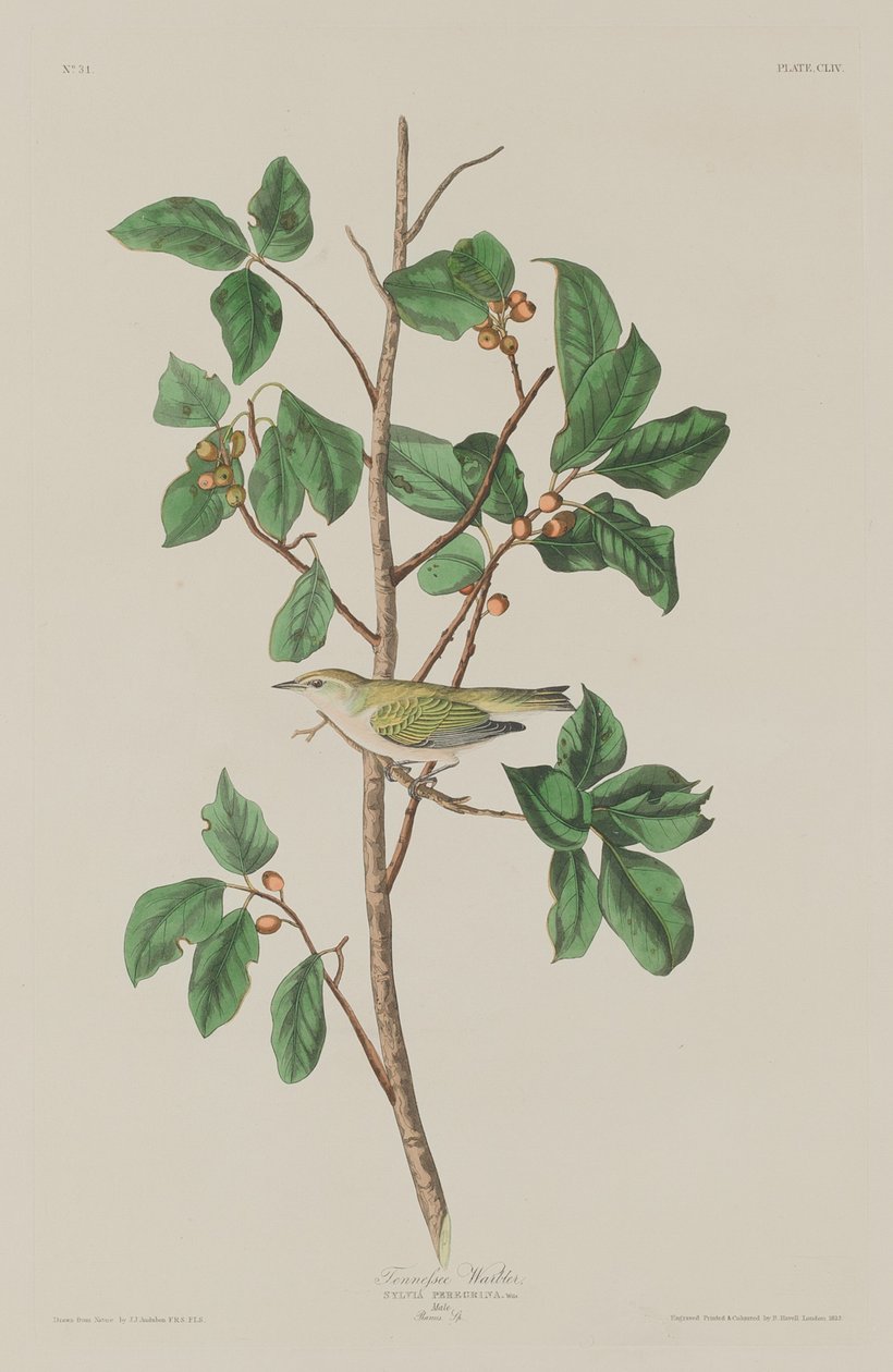 Tennessee Warbler, 1832. tekijältä Robert Havell