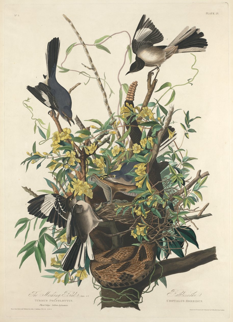Pilkkaava lintu, 1827. tekijältä Robert Havell