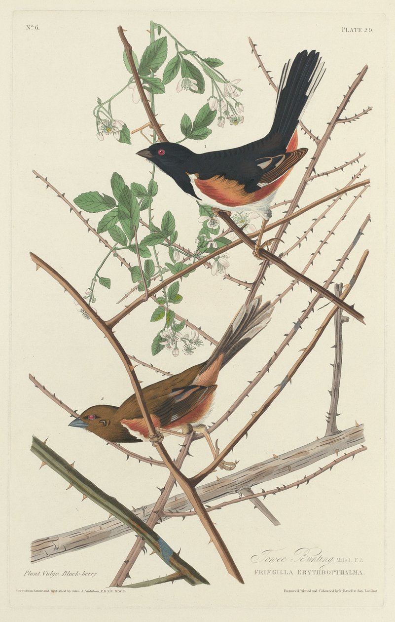 Towee Bunting, 1828. tekijältä Robert Havell
