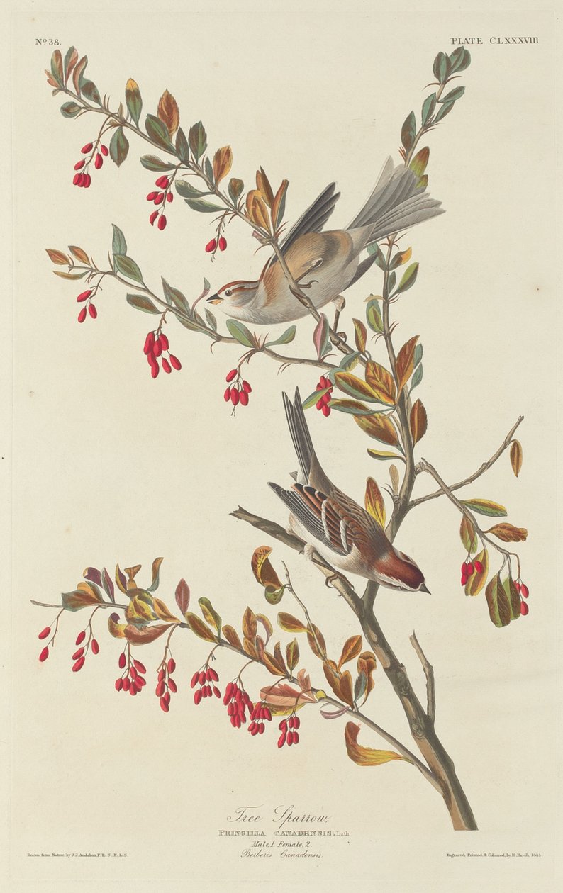 Tree Sparrow, 1834. tekijältä Robert Havell