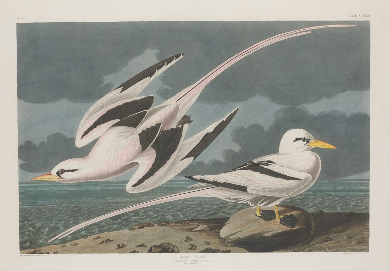 Trooppinen lintu, 1835. tekijältä Robert Havell